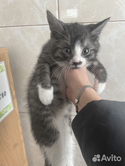 Котята в добрые руки даром