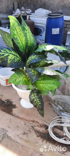 Искусственный куст дефинабии