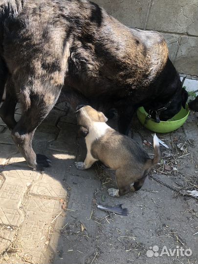 Отдам щенка в добрые руки