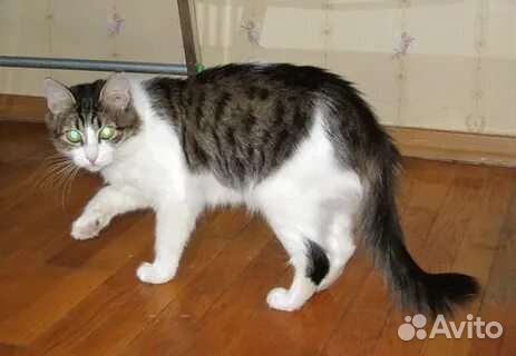 Кошка в дар