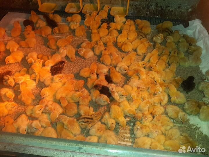 Перепела суточные