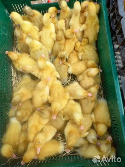 Утята, муларды, гусята