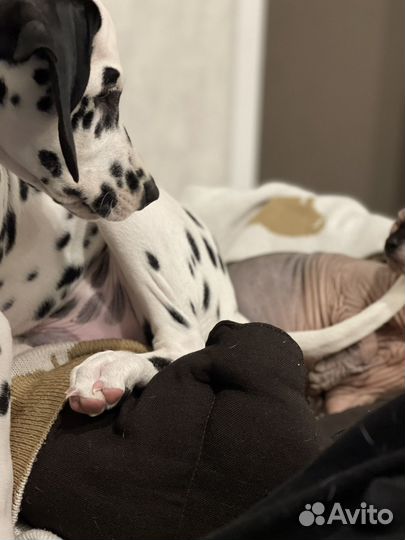 Щенки долматинца