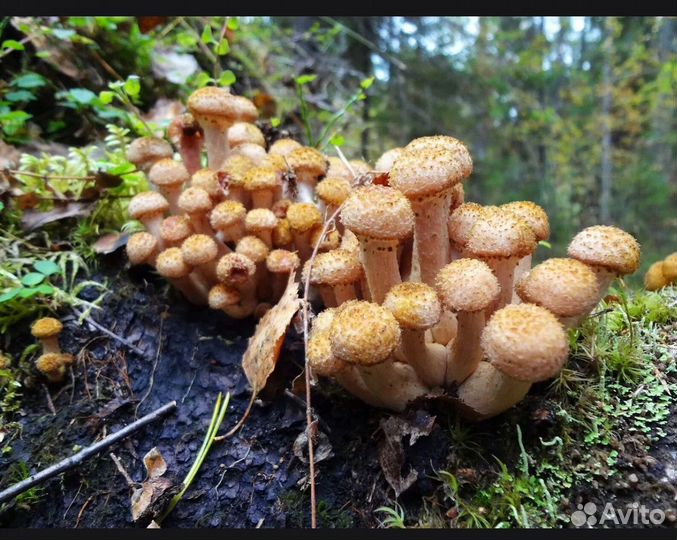 Продаи грибы свежие замороженные