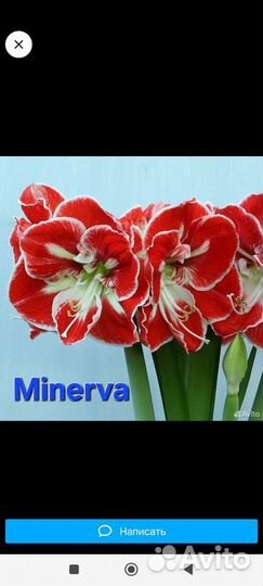 Minerva copтовая амариллис