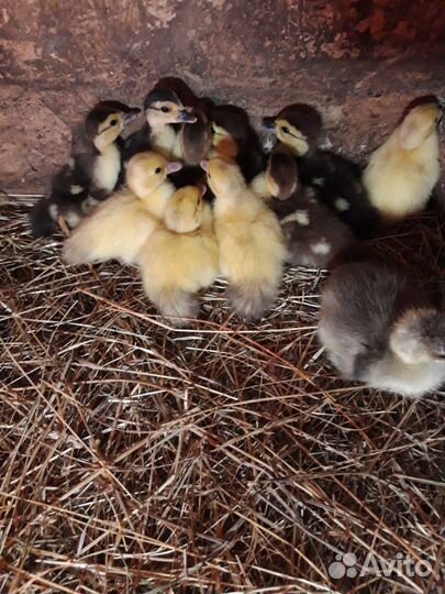 Цыплята суточные