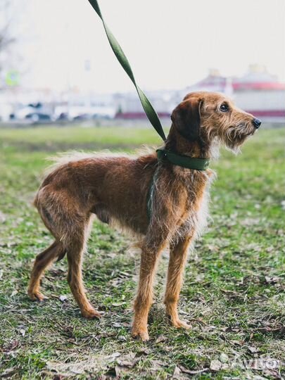 Пёс Саня ищет любящего хозяина