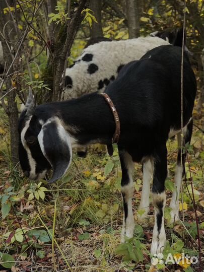 Нубийская козочка