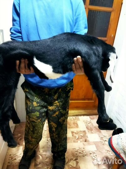 Продажа коз,козлят