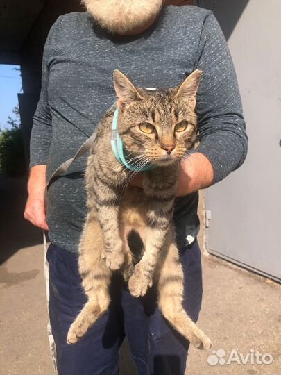 Кошка на счастье