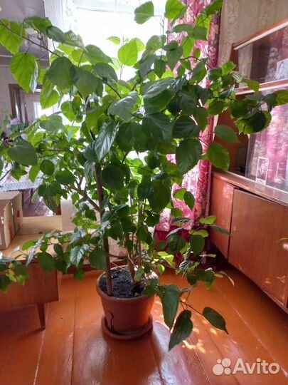 Гибискус китайская роза