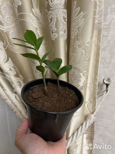 Замиокулькас