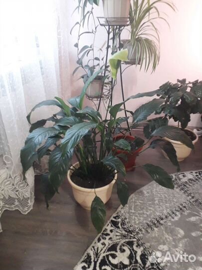 Спатифиллум