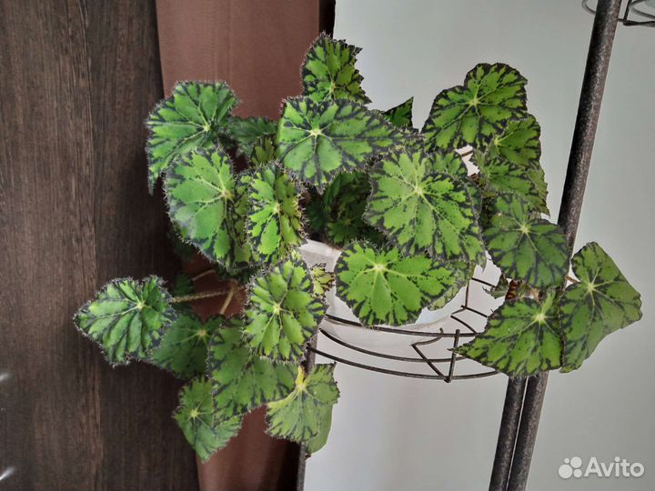 Цветы комнатные разные