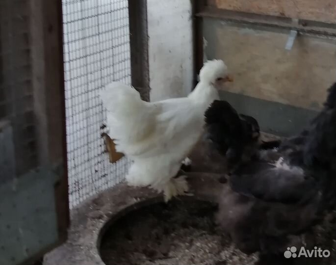 Петух Брама