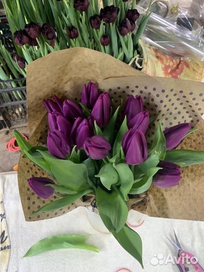 Луковицы тюльпанов после выгонки