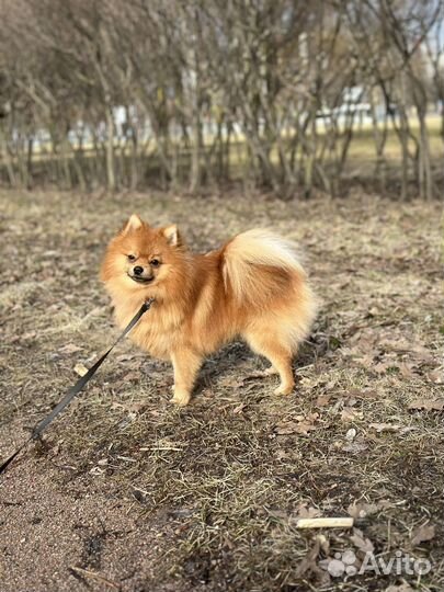 Вязка шпиц кобель