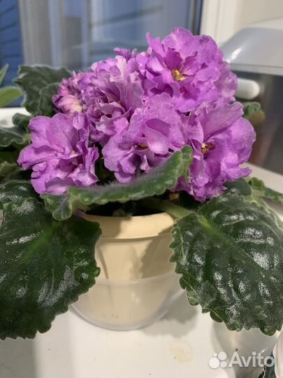 Орхидея фаленопсис, глоксинии,фиалки и др