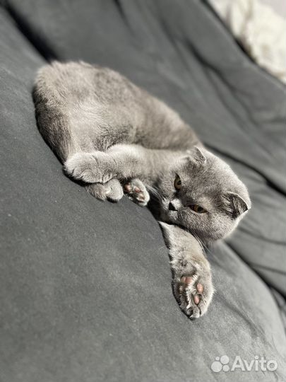 Шотландская кошка