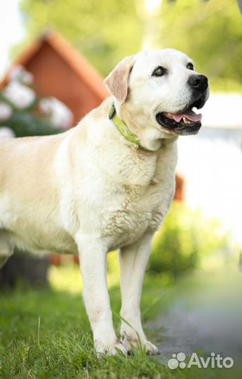 Лабрадор Сеня