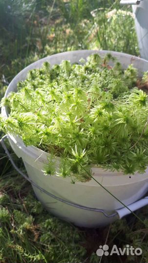 Мох Сфагнум свежий и сухой