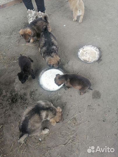 Щенки ищут дом или приют