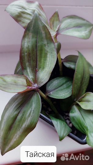 Традесканции сортовые быстро растут