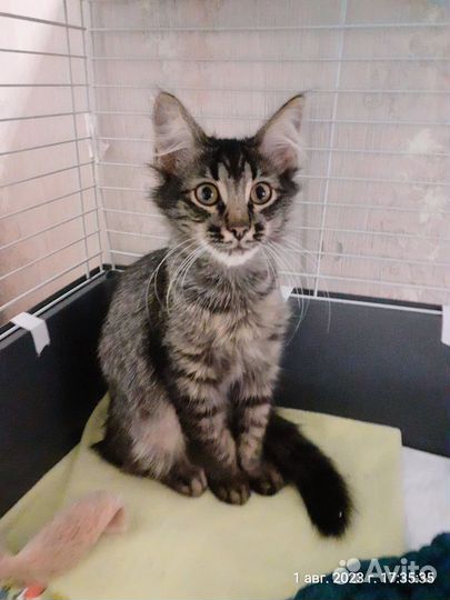 Котенок ласковый в клеточке ждет вас а-ля Мейн-кун