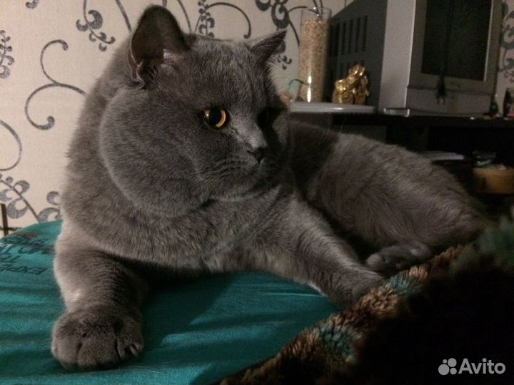 Британский кот вязка