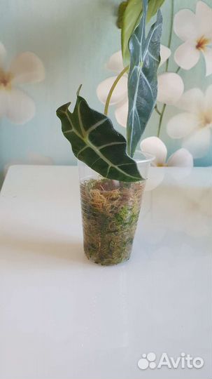 Алоказия Полли