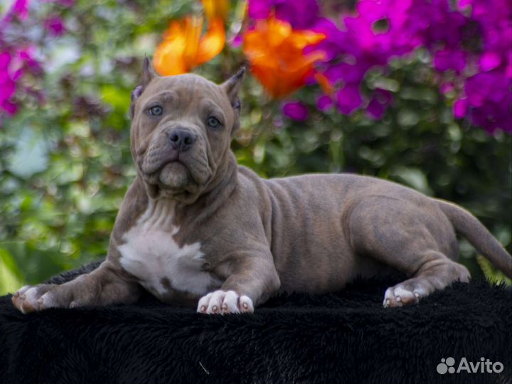 Щенок американского булли