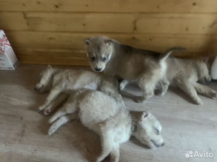 Сибирский хаски