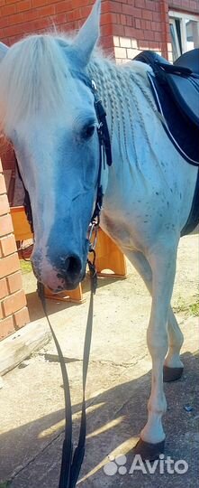 Чубарая кобыла