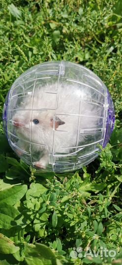 Ангорский хомяк мальчик