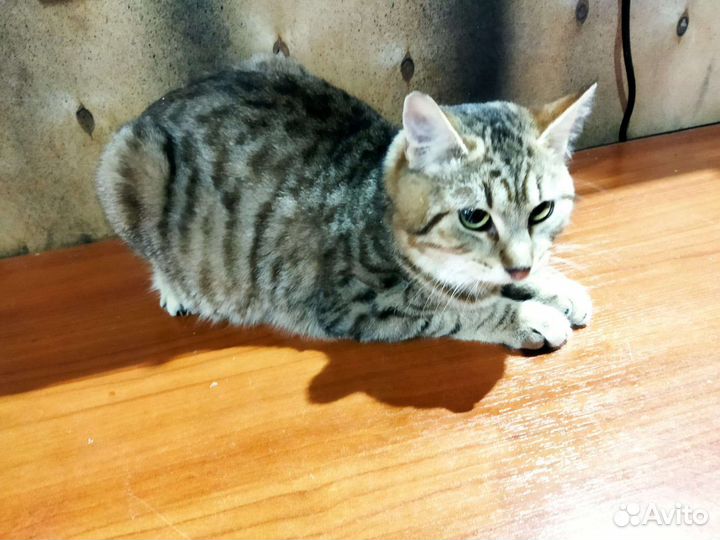 Кошка котенок кот Ваня в дар