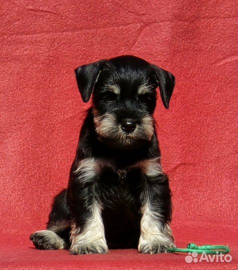 Девочки, РКФ