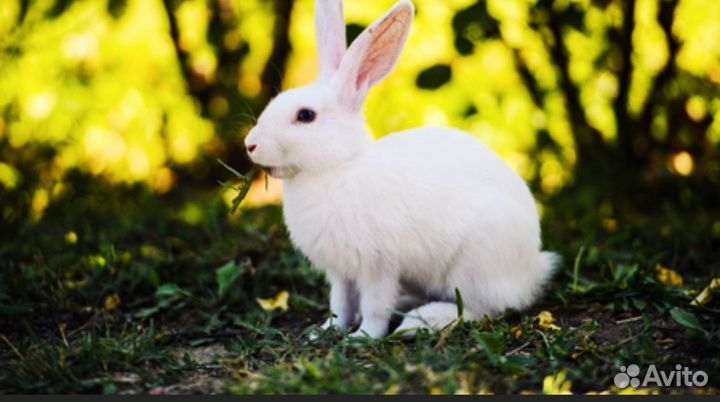 Продам мясо кролика