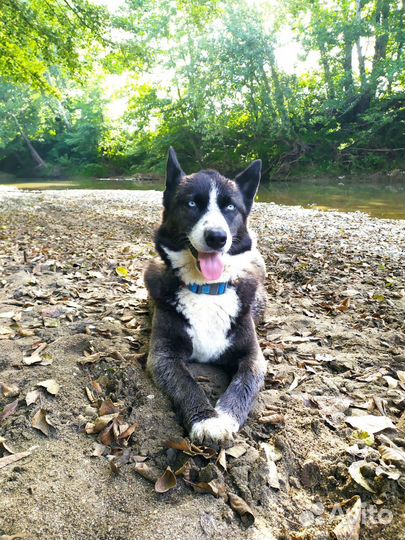 Супер щенок 1 мальчик