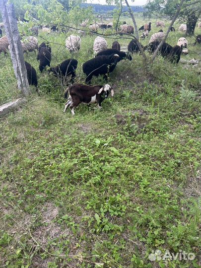 Козел на племя