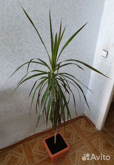 Педилантус, драцена, рео, хавортия, стапелия