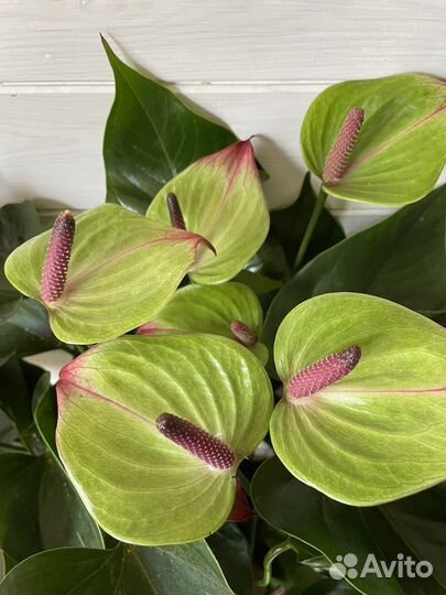 Антуриумы разные (6 сортов)