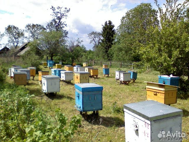 Воск, ульи, инвентарь