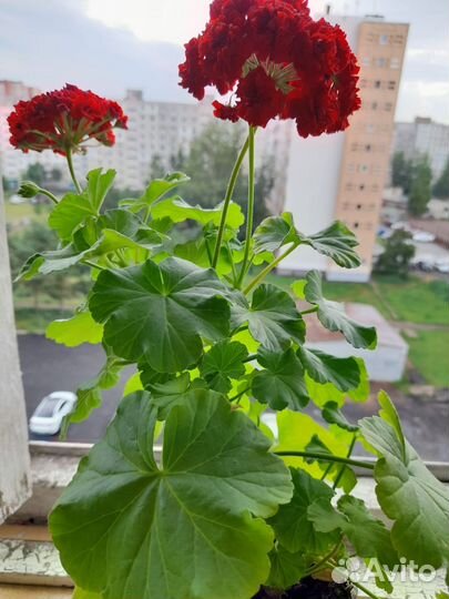 Комнатные цветы герань