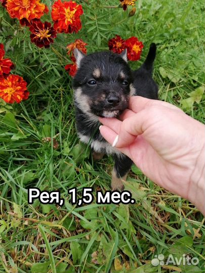 Щенки метисы в добрые руки