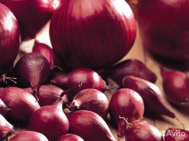 Лук севок