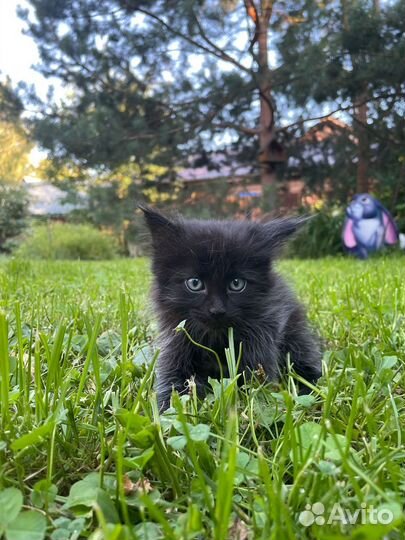 Котята от домашней кошки в хорошие руки