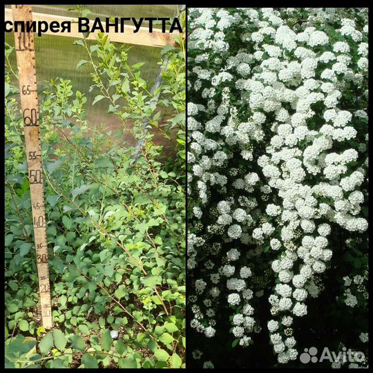 Кустики на доращивание