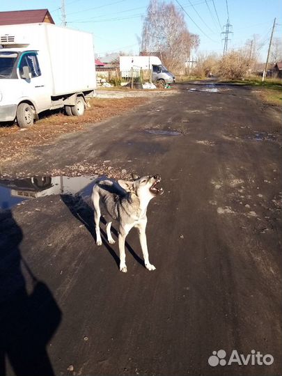 Собака в добрые руки