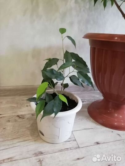 Фикус, диффенбахия, сциндапсус