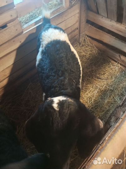 Коза нубийская